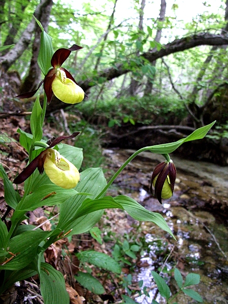 Cypripedium calceolus / Scarpetta di Venere